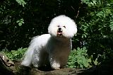 BICHON FRISE 587